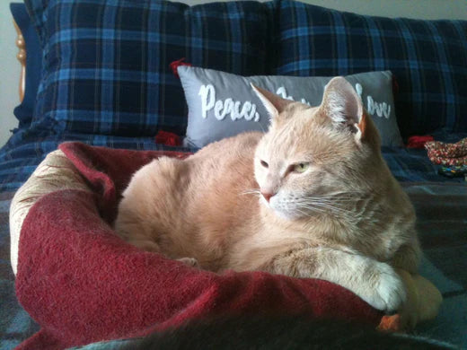 6 Anzeichen dafür, dass Ihre Katze ein Gelenkergänzungsmittel benötigt – Gesundheit älterer Katzen