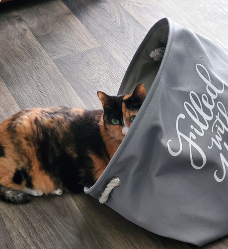 5 gute Gründe, eine ältere Katze zu adoptieren und sie fit und gesund zu halten