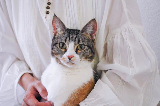 Welche Temperatur ist zu heiß für Katzen? 7 Tipps, mit denen Ihre Katze kühl genug bleibt