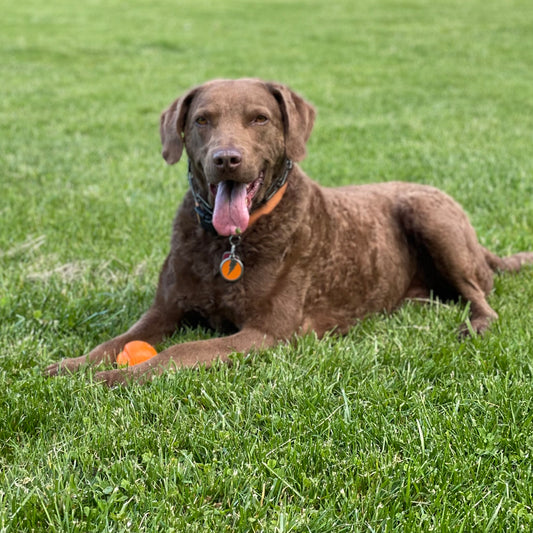 Die besten und schlechtesten Spiele für Ihren Hund – Gelenkgesundheit – Mit Chloe White RVN BVNA Cert SAN