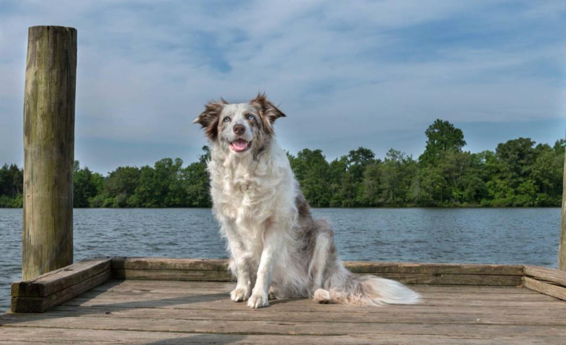 Schützen Sie Ihren Hund diesen Herbst – 7 Sicherheitstipps für den Herbst