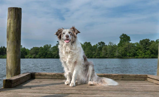 Schützen Sie Ihren Hund diesen Herbst – 7 Sicherheitstipps für den Herbst