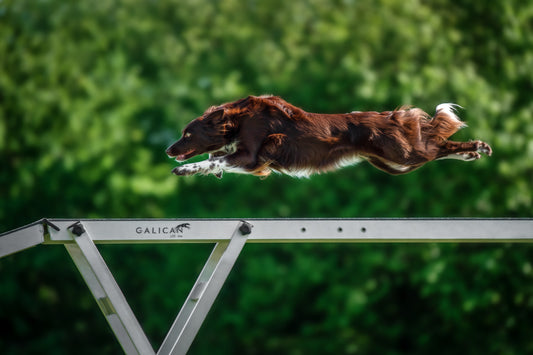 4 Möglichkeiten zur Unterstützung gesunder Gelenke bei Hundesportlern | Hundesport