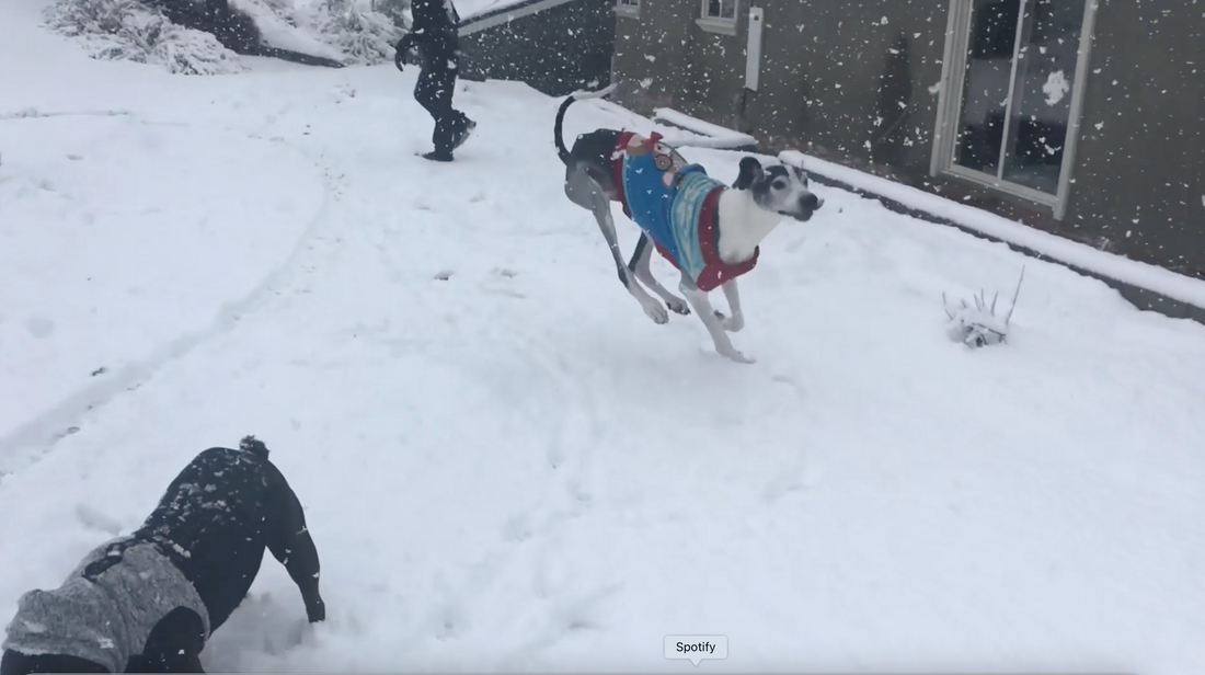 Zu kalt zum Spazierengehen? 5 Möglichkeiten, Ihren Hund im Winter zu trainieren