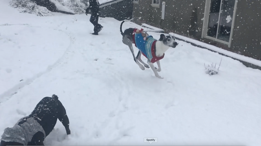 Zu kalt zum Spazierengehen? 5 Möglichkeiten, Ihren Hund im Winter zu trainieren