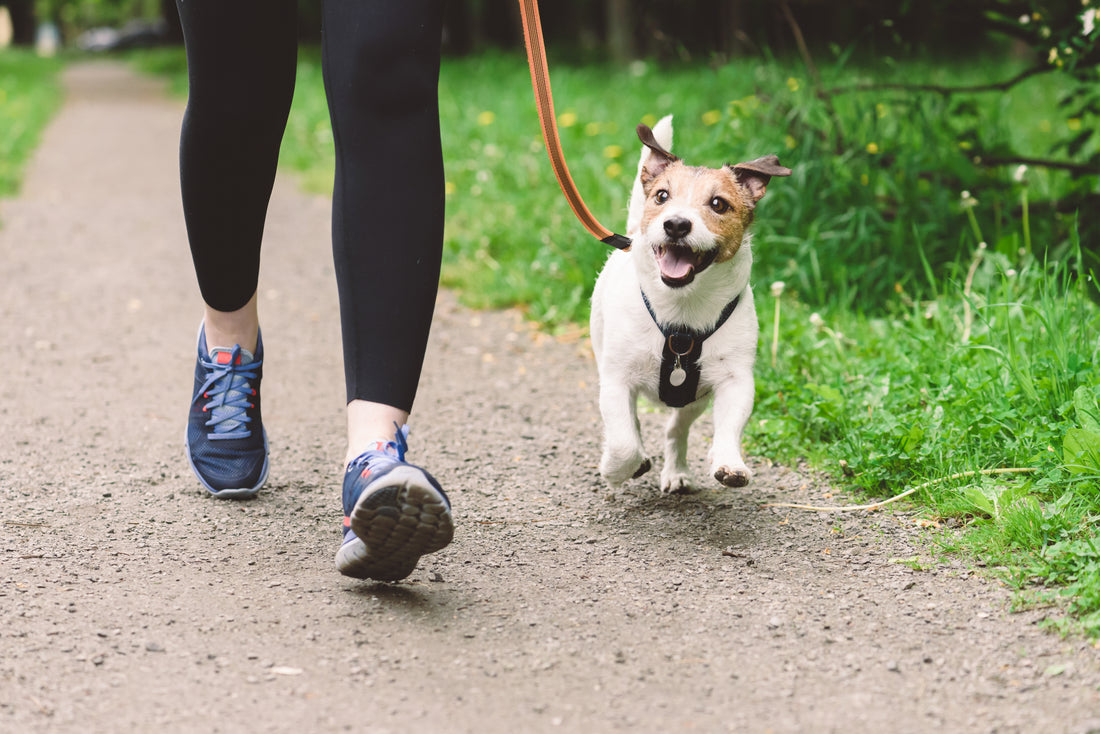 Nationaler Walk-Your-Hund-Monat