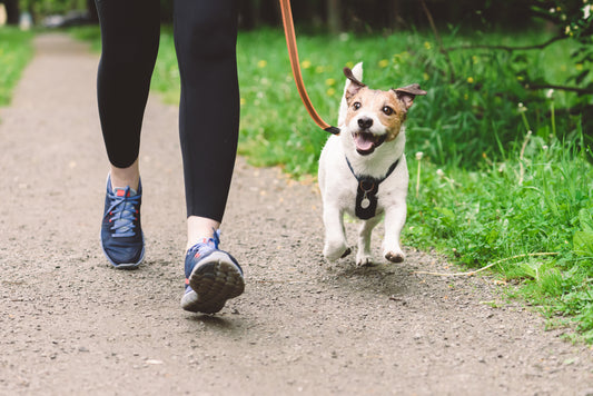 Nationaler Walk-Your-Hund-Monat