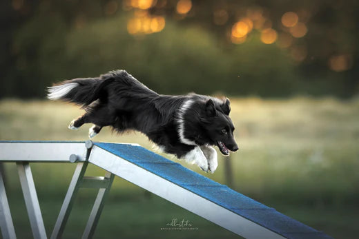 Die 10 besten Hunderassen für Agility – Welche Rassen sind am schnellsten und am einfachsten zu trainieren?