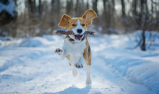 Gelenkgesundheit und kaltes Wetter bei Hunden | Braucht Ihr Hund im Winter Mobilitätsunterstützung?