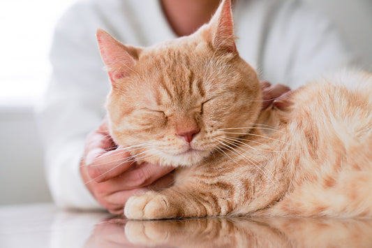 10 Möglichkeiten, das Wohlbefinden Ihrer Katze das ganze Jahr über zu unterstützen