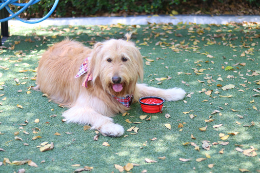 Hunde im Sommer kühl halten – Tipps zum Abkühlen im Haus, draußen und beim Ausführen