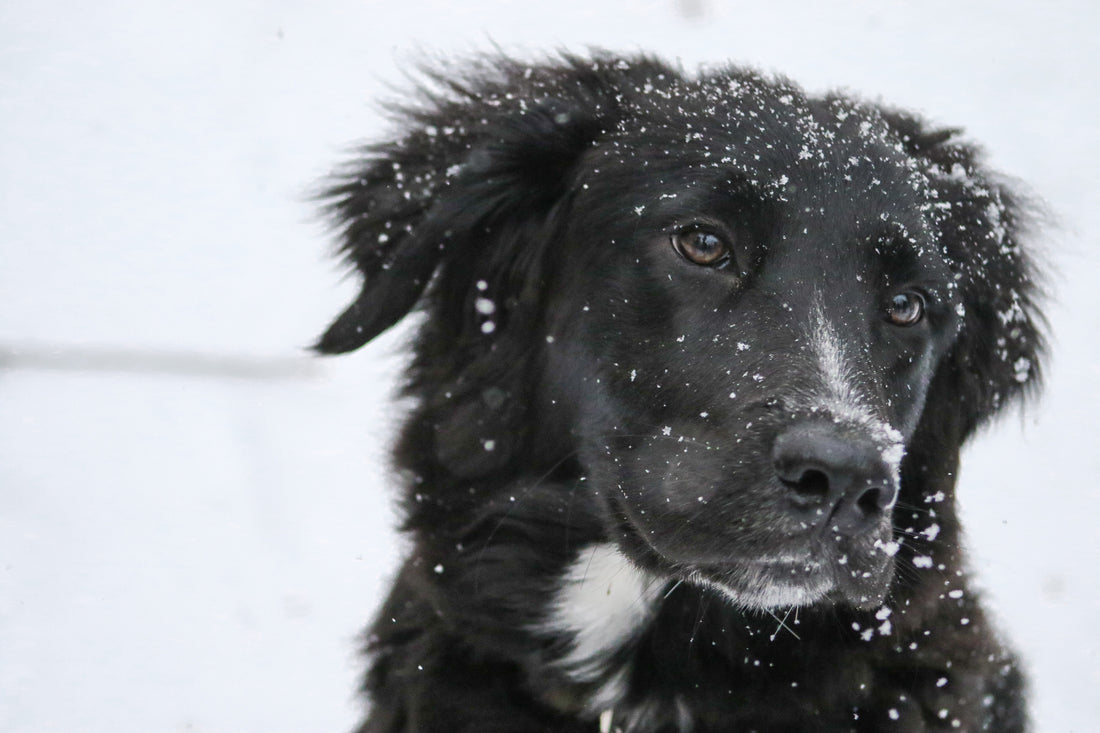 Warum ist die Haut meines Hundes im Winter trocken und kratzig? 5 Tipps für die Gesundheit der Hundehaut bei kaltem Wetter